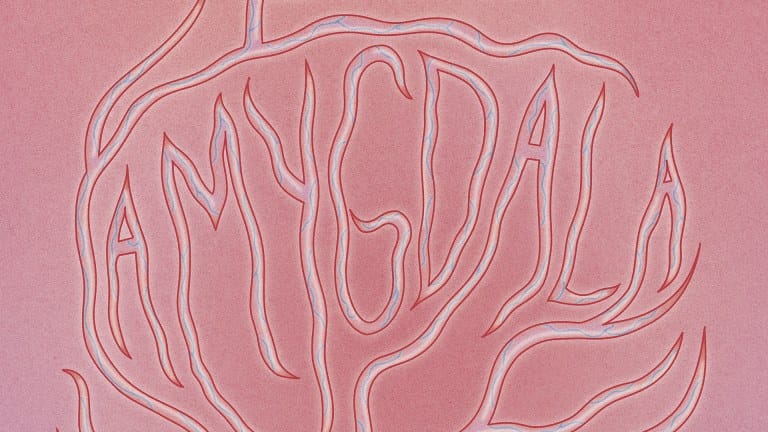 Amygdala